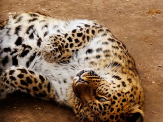 A leopard has a zoo cage in his eyes.j