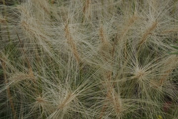  background image of dry fluffy grass in light brown tones