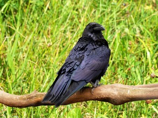Raven sits on a branch against the backdrop of nature
