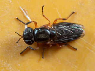 Macro Photo of Black Insect on Yellow Floor