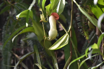 Badura flower, flower, dangerous, nature, wild 