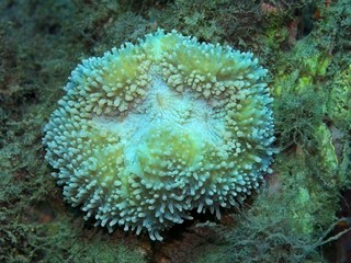 The amazing and mysterious underwater world of Indonesia, North Sulawesi, Manado, stone coral