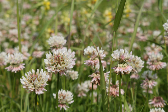 Dutch white clover lawn in the meadow. Ladino clover growing on the field. Plant used in herbal medicine and culinary. Botanical nature background. Summer or spring season