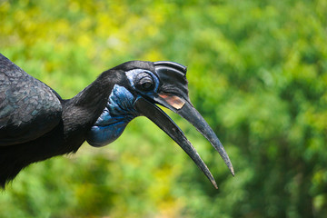 Abyssinian ground hornbill © jonathan