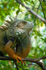 iguana on a tree