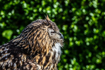 portrait of an owl