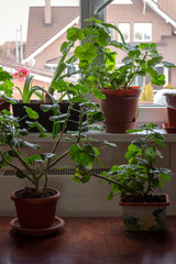 Many indoor plants stand on the windowsill and next to the table.
