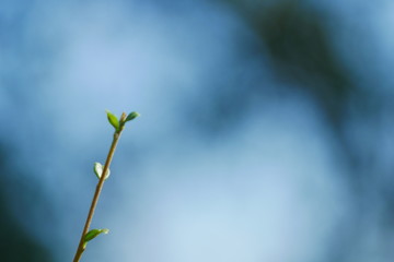 leaf on blue sky