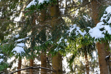 Snowy branches of spruce in nature.