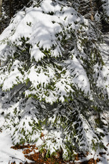 Snowy branches of spruce in nature.