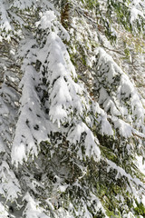 Snowy branches of spruce in nature.