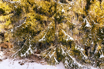 Snowy branches of spruce in nature.