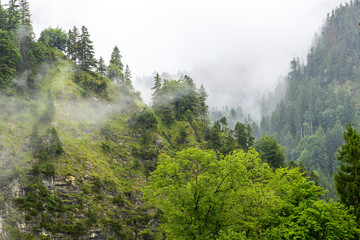 Landscape of a fog-covered mountain crevice. Dense green forest on the slopes of mountains disappearing in the distance. Background.