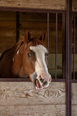 Horse In Stall