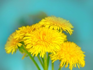 Bouquet of dandelions on a creamy emerald background