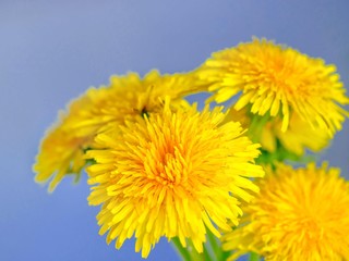 Bouquet of dandelions on a creamy blue background