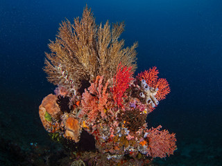 Fototapeta na wymiar Different coral species overgrown a rock, diverse Korallen auf einem Felsblock