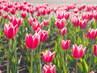 Beautiful red tulips field at the park