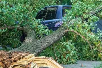 A very large broken tree fell on a car during a hurricane. Destruction after a gale. Accident. Close-up. Summer.