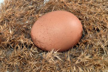 egg isolated on white background