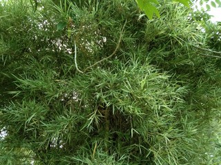 background dan wallpaper bunga alamiah