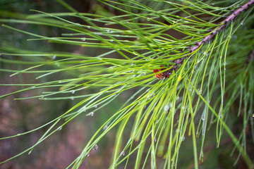 Image coniferous branch.
