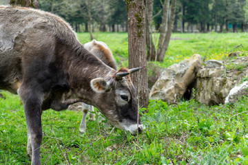 Image of a cow in the meadow.