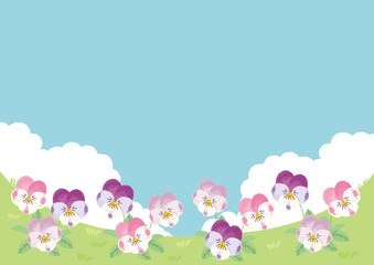 ビオラ畑　イラスト