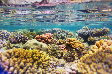 Coral reef