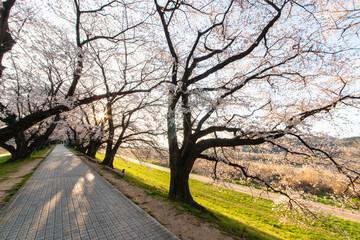 朝の光と桜並木と道路