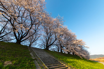 Obraz premium 青空と桜の花と緑の斜面