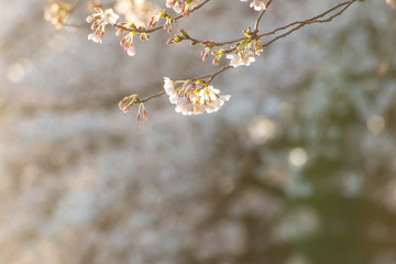 朝の光で美しい桜の花