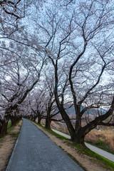 夜明けの桜と堤防の道路