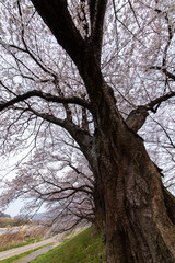 Fototapeta na wymiar 夜明けの堤防の桜