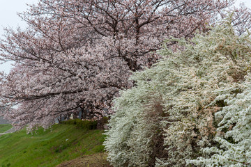 満開に咲く桜の花と小さい白い花