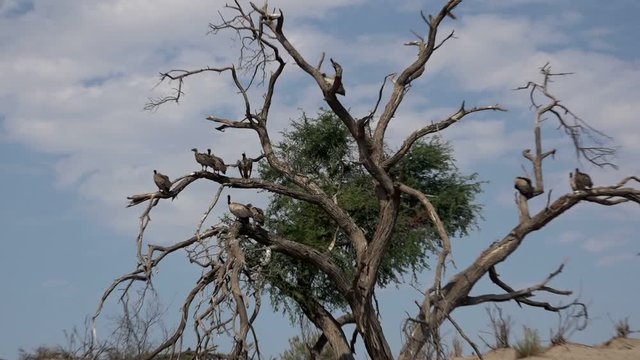 African vultures sitting on branches of dead tree in desert area of Okavango delta, Botswana
