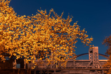 夜明けの空と照明で照らされた桜