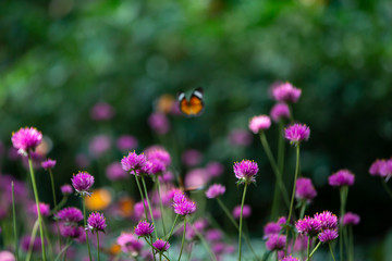 pink globe amaranth in the garden