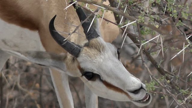 Closeup of springbok antelope eating bush leaves in Okavango delta, Botswana