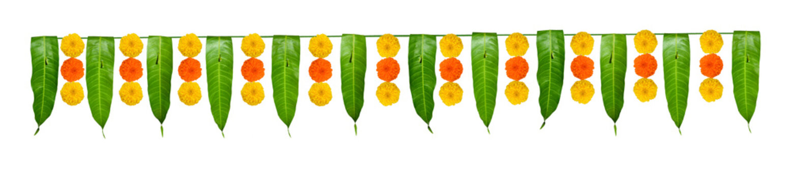 Indian flower garland of mango leaves and marigold flowers. Ugadi diwali ganesha festival poojas weddings functions holiday ornate decoration. Isolated on white background natural mango leaf garland