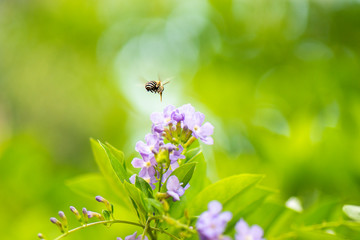 Blue-banded Bee also known as Amegilla cingulata.