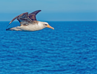 Fototapeta na wymiar Albatross flight over the Sea of Okhotsk