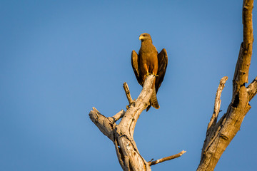 Yellow billed Kite