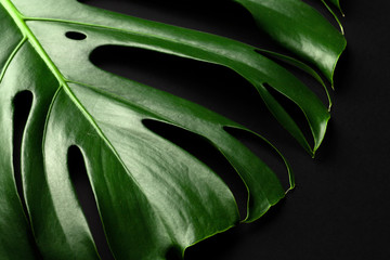 Monstera tropical plant leaf on black background