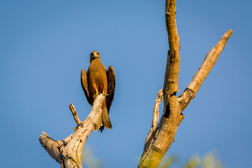 Yellow billed Kite