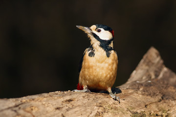 The great spotted woodpecker ,Dendrocopos major, sitting on the tree trunk in the middle of forest with grey and brown background