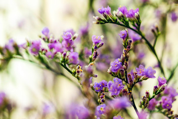 Elegant macro closeup of Limonium flower also known as sea-lavender, statice, caspia or marsh-rosemary.