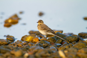 White wagtail on gravel bar from the Drava River