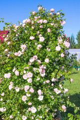 bush of pink roses flowering in ornamental garden