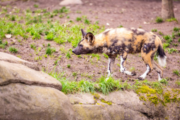 African painted dog in Oregon zoo